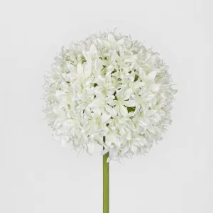 Allium Flower White by Florabelle Living, a Plants for sale on Style Sourcebook