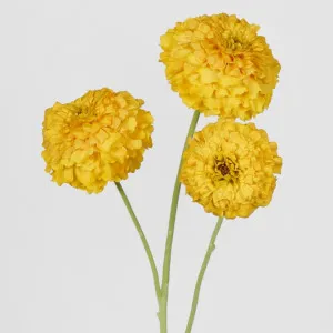 Marigold Spray Yellow by Florabelle Living, a Plants for sale on Style Sourcebook