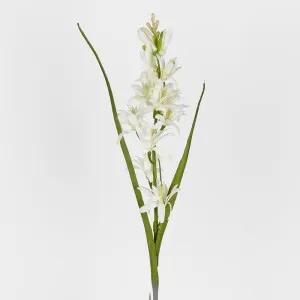 Tuberose 76Cm by Florabelle Living, a Plants for sale on Style Sourcebook