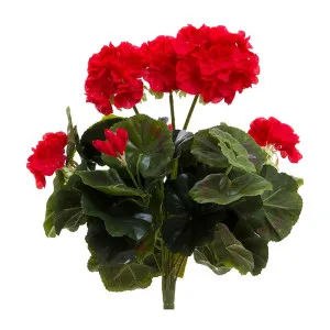 Geranium Bush 38Cm Red by Florabelle Living, a Plants for sale on Style Sourcebook