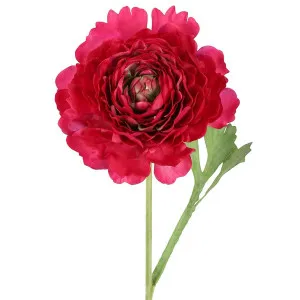 Ranunculus Stem 56Cm Dark Pink by Florabelle Living, a Plants for sale on Style Sourcebook