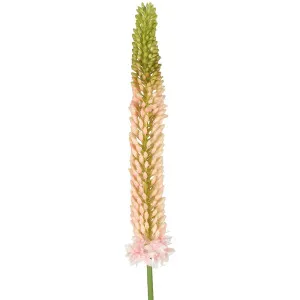 Fox Tail Stem 84Cm Pink by Florabelle Living, a Plants for sale on Style Sourcebook