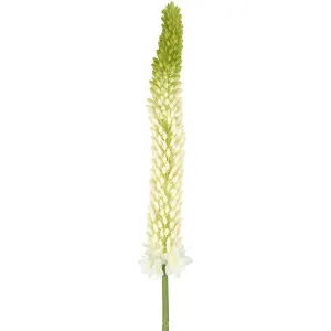 Fox Tail Stem 84Cm Cream Green by Florabelle Living, a Plants for sale on Style Sourcebook