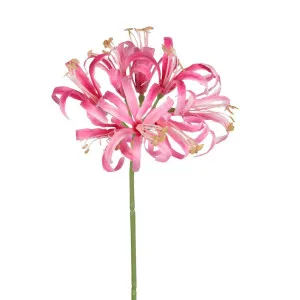 Nerine Lily Stem 61Cm Pink by Florabelle Living, a Plants for sale on Style Sourcebook