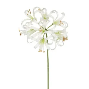 Nerine Lily Stem 61Cm White by Florabelle Living, a Plants for sale on Style Sourcebook