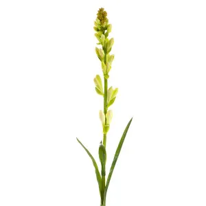 Tuberose Bud 80Cm Cream & Green by Florabelle Living, a Plants for sale on Style Sourcebook