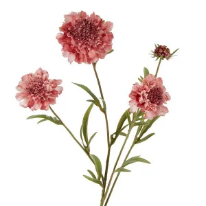 Scabiosa Spray Stem 80Cm Pink by Florabelle Living, a Plants for sale on Style Sourcebook