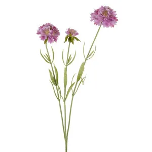 Scabiosa Stem 60Cm Lavender by Florabelle Living, a Plants for sale on Style Sourcebook