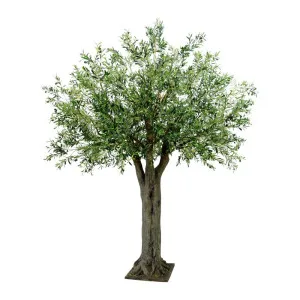 Olive Giant Tree 16524 Lvs 336 Fruits by Florabelle Living, a Plants for sale on Style Sourcebook