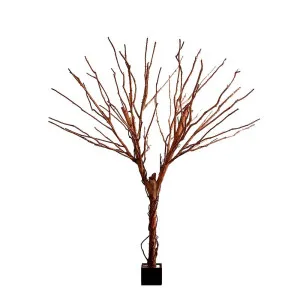 Bareleaf Tree 2.8M by Florabelle Living, a Plants for sale on Style Sourcebook