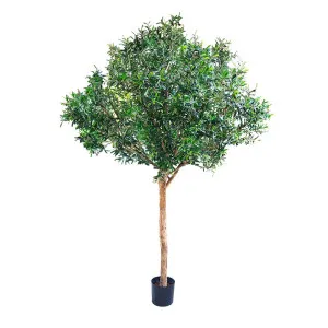 Giant Olive Tree 2.3M by Florabelle Living, a Plants for sale on Style Sourcebook