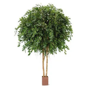 Giant Ficus Exotica 3.05M by Florabelle Living, a Plants for sale on Style Sourcebook
