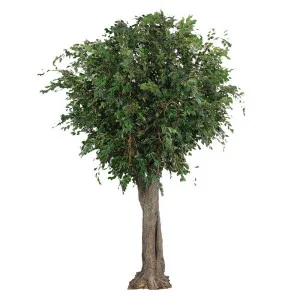 Giant Ficus Exotica Tree 6M by Florabelle Living, a Plants for sale on Style Sourcebook