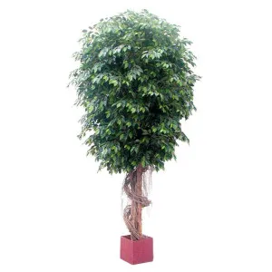 Giant Fat Ficus Tree 6.1M by Florabelle Living, a Plants for sale on Style Sourcebook