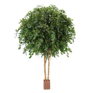 Giant Ficus Exotica Tree 6.1M by Florabelle Living, a Plants for sale on Style Sourcebook