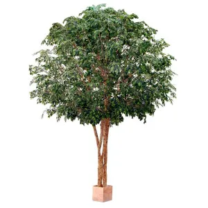 Giant Ficus 7.9M by Florabelle Living, a Plants for sale on Style Sourcebook