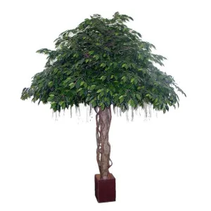 Fat Ficus Umbrella Giant 3.05M by Florabelle Living, a Plants for sale on Style Sourcebook