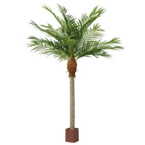 Majesty Palm 4.9M by Florabelle Living, a Plants for sale on Style Sourcebook