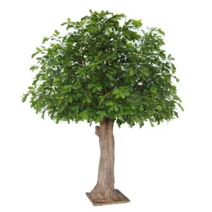 Oak Tree 3.1M by Florabelle Living, a Plants for sale on Style Sourcebook