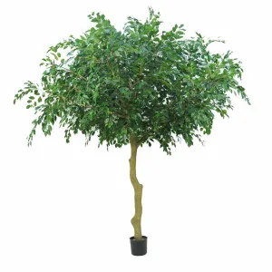 2.9M Ficus Exotica Tree W/9628 Leaves by Florabelle Living, a Plants for sale on Style Sourcebook