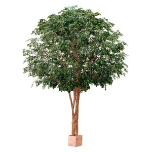 Mixed Ficus Giant Tree X 4 3.7M 30500Lvs by Florabelle Living, a Plants for sale on Style Sourcebook