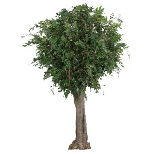 Ficus Exotica Giant Tree W/9280 Lvs 3.4M by Florabelle Living, a Plants for sale on Style Sourcebook