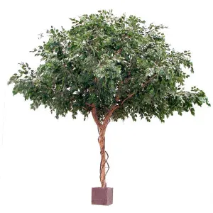 Ficus Exotica Giant Tree 3M by Florabelle Living, a Plants for sale on Style Sourcebook
