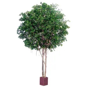 Ficus Retusa Giant Round 3.05M by Florabelle Living, a Plants for sale on Style Sourcebook