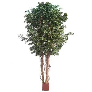 Ficus Retusa Giant 3.05M by Florabelle Living, a Plants for sale on Style Sourcebook
