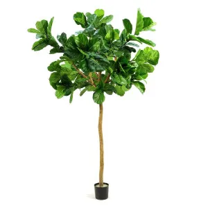 Fiddle Leaf Giant Tree 3.2M by Florabelle Living, a Plants for sale on Style Sourcebook