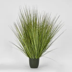 Potted Onion Grass 110Cm by Florabelle Living, a Plants for sale on Style Sourcebook