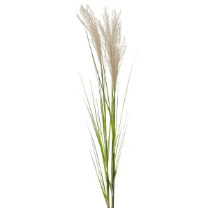 Pampas Grass Spray 1.1M by Florabelle Living, a Plants for sale on Style Sourcebook