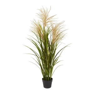 Pampas Grasses In Black Pot by Florabelle Living, a Plants for sale on Style Sourcebook