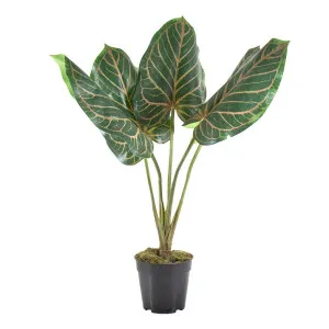 Cordiform Leaf In Pot 60Cm by Florabelle Living, a Plants for sale on Style Sourcebook