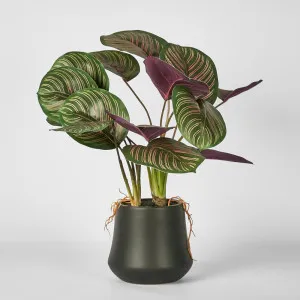 Calathea Variegated Black Pot Red by Florabelle Living, a Plants for sale on Style Sourcebook