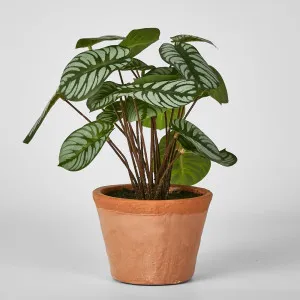 Calathea Variegated Terracotta Pot Green by Florabelle Living, a Plants for sale on Style Sourcebook