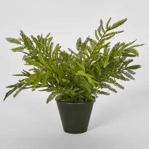 Soft Touch Fern In Black Pot by Florabelle Living, a Plants for sale on Style Sourcebook