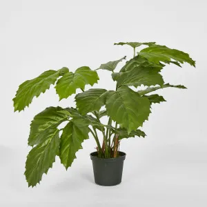 Mini Chestnut Leaf Potted Plant by Florabelle Living, a Plants for sale on Style Sourcebook