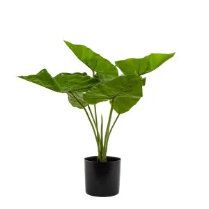Sweet Taro Real Touch 50Cm by Florabelle Living, a Plants for sale on Style Sourcebook
