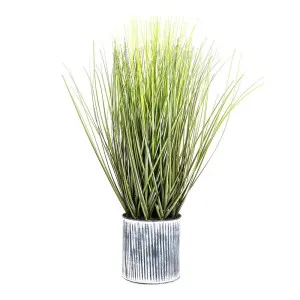 Grass In Pot 64Cm by Florabelle Living, a Plants for sale on Style Sourcebook