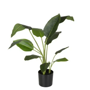 Strelitzia In Pot 78Cm by Florabelle Living, a Plants for sale on Style Sourcebook