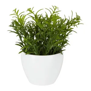 Sedum In Melamine Pot by Florabelle Living, a Plants for sale on Style Sourcebook