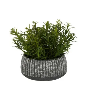 Sedum In Clay Pot by Florabelle Living, a Plants for sale on Style Sourcebook