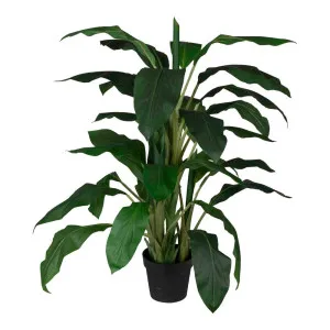 Dracaena In Pot 1.22M by Florabelle Living, a Plants for sale on Style Sourcebook