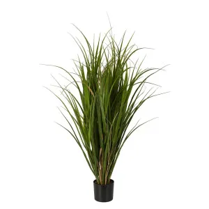 Reed In Pot 95Cm by Florabelle Living, a Plants for sale on Style Sourcebook