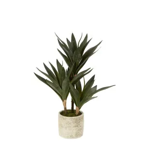 Baby Yucca In Cement Pot by Florabelle Living, a Plants for sale on Style Sourcebook