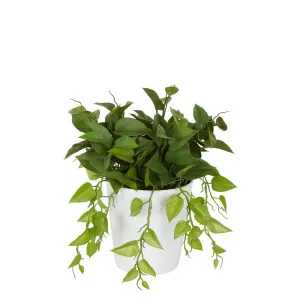 Leaves In White Plastic Pot 35Cm by Florabelle Living, a Plants for sale on Style Sourcebook