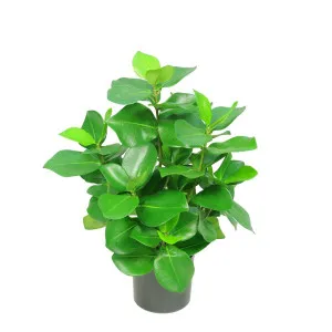 Mini Clusia Bush Potted Plant by Florabelle Living, a Plants for sale on Style Sourcebook