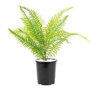 Fern In Plastic Pot by Florabelle Living, a Plants for sale on Style Sourcebook