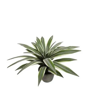 Flax Leaf Plant In Pot 35Cm by Florabelle Living, a Plants for sale on Style Sourcebook
